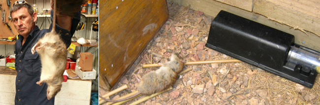 Nooski Trapping Tips